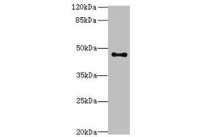 Western blot analysis of PC-3 whole cell lysates, using AADACL2 antibody (2 μg/ml) and Goat anti-Rabbit polyclonal secondary antibody (1/10000 dilution). (AADACL2 抗体  (AA 181-379))