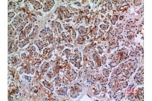 Immunohistochemistry (IHC) analysis of paraffin-embedded Human Pancreas, antibody was diluted at 1:100. (Annexin VII 抗体  (Internal Region))