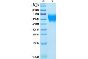 SDS-PAGE (SDS) image for Inducible T-Cell Co-Stimulator Ligand (ICOSLG) (AA 47-279) protein (His tag) (ABIN7273971)