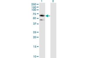Western Blot analysis of SIGLEC7 expression in transfected 293T cell line by SIGLEC7 monoclonal antibody (M01), clone 3H1. (SIGLEC7 抗体  (AA 1-467))