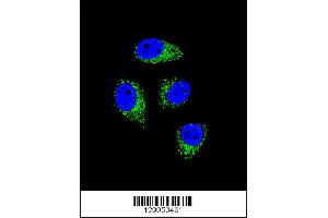 Confocal immunofluorescent analysis of WDR52 Antibody with A549 cell followed by Alexa Fluor 488-conjugated goat anti-rabbit lgG (green). (WDR52 抗体  (C-Term))