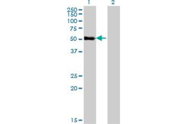 ZNF232 抗体  (AA 181-280)