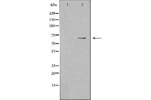 Western blot analysis of extracts from LOVO cells, using PWWP2B antibody. (PWWP2B 抗体  (Internal Region))