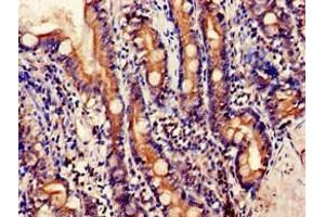 Immunohistochemistry of paraffin-embedded human small intestine tissue using ABIN7151598 at dilution of 1:100 (Embigin 抗体  (AA 285-327))
