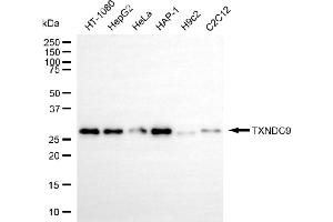 Western blotting analysis using TXNDC9 antibody (ABIN7800543). (Recombinant TXNDC9 抗体)