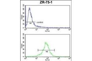 CHIA Antibody (N-term) (ABIN653343 and ABIN2842827) FC analysis of ZR-75-1 cells (bottom histogram) compared to a negative control cell (top histogram). (CHIA 抗体  (N-Term))