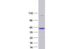 Western Blotting (WB) image for Tropomyosin 4 (TPM4) (Transcript Variant 1) protein (Myc-DYKDDDDK Tag) (ABIN2734396)