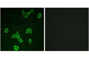 Immunofluorescence analysis of LOVO cells, using HRH4 Antibody. (HRH4 抗体  (AA 221-270))