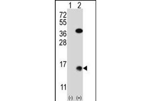 Western blot analysis of SUMO2 (arrow) using rabbit polyclonal SUMO2 Antibody (M1) (Xenopus) (ABIN650620 and ABIN2846005). (SUMO2 抗体  (N-Term))