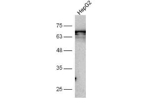 HepG2 cell lysate probed with Anti-GSDMA Polyclonal Antibody, Unconjugated  at 1:5000 for 90 min at 37˚C. (Gasdermin A 抗体  (AA 21-120))