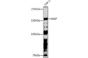 Western blot analysis of extracts of THP-1 cells, using NAIP Rabbit mAb (ABIN7268931) at 1:500 dilution. (NAIP 抗体)