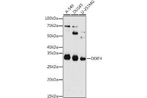 Western blot analysis of extracts of various cell lines, using DDIT4 antibody (ABIN6130875, ABIN6139466, ABIN6139468 and ABIN7101822) at 1:1000 dilution.