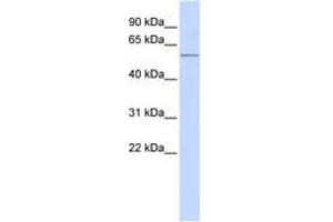 Image no. 1 for anti-Activin Receptor Type 1C (ACVR1C) (AA 72-121) antibody (ABIN6743671)