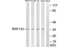 Western Blotting (WB) image for anti-Ring Finger Protein 130 (RNF130) (AA 231-280) antibody (ABIN2890718) (RNF130 抗体  (AA 231-280))