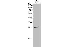 Western Blot analysis of COS7 cells using GPR40 Polyclonal Antibody (FFAR1 抗体  (Internal Region))