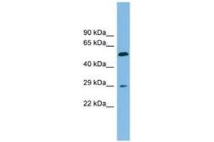 TM4SF20 anticorps  (AA 107-156)