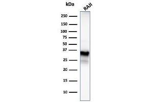 Western Blot Analysis of Raji cell lysate using CD20 Mouse Monoclonal Antibody (MS4A1/3409). (CD20 抗体  (AA 213-297))