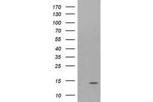 Western Blotting (WB) image for anti-ATPase, H+ Transporting, Lysosomal 14kDa, V1 Subunit F (ATP6V1F) antibody (ABIN1496778) (ATP6V1F 抗体)