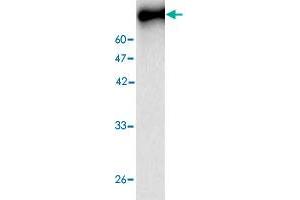 Western blot analysis in NP recombinant protein with NP monoclonal antibody, clone 33s6  at 1 : 1000 dilution. (Nucleoprotein 抗体 (Influenza A Virus))