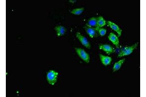 Immunofluorescence (IF) image for anti-Salvador Homolog 1 (SAV1) (AA 1-210) antibody (ABIN7166095)