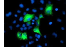 Anti-PSMD2 mouse monoclonal antibody (ABIN2454797) immunofluorescent staining of COS7 cells transiently transfected by pCMV6-ENTRY PSMD2 (RC203204). (PSMD2 抗体)