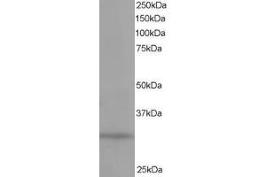 Western Blotting (WB) image for anti-Phosphatidylinositol Transfer Protein, alpha (PITPNA) (C-Term) antibody (ABIN2465272) (PITPNA 抗体  (C-Term))