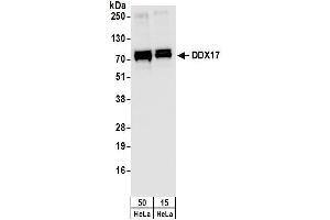 Western Blotting (WB) image for anti-DEAD (Asp-Glu-Ala-Asp) Box Polypeptide 17 (DDX17) (C-Term) antibody (ABIN7449385) (DDX17 抗体  (C-Term))