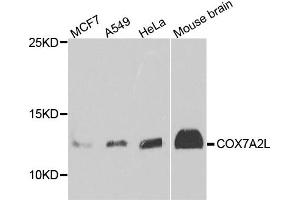 Western blot analysis of extract of various cells, using COX7A2L antibody. (COX7A2L 抗体)