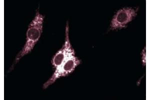 Immunofluoresence staining of mouse macrophages. (PTGS2 抗体  (AA 368-604))