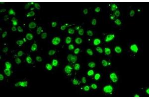Immunofluorescence analysis of MCF7 cells using GABPB1 Polyclonal Antibody