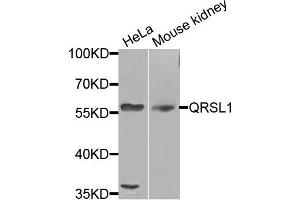Western blot analysis of extracts of various cells, using QRSL1 antibody.