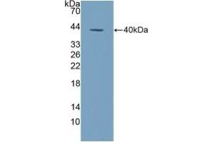 Detection of Recombinant ALPL, Human using Polyclonal Antibody to Alkaline Phosphatase, Tissue-nonspecific (ALPL) (ALPL 抗体  (AA 18-335))