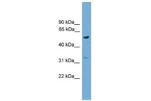 RSAD1 antibody used at 0.
