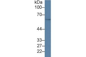Detection of GDF5 in Mouse Cerebrum lysate using Polyclonal Antibody to Growth Differentiation Factor 5 (GDF5) (GDF5 抗体  (AA 358-495))