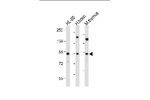 All lanes : Anti-ENASE Antibody (Center) at 1:2000 dilution Lane 1: HL-60 whole cell lysate Lane 2: human brain tissue lysate Lane 3: mouse thymus tissue lysate Lysates/proteins at 20 μg per lane. (ENGASE 抗体  (AA 326-354))