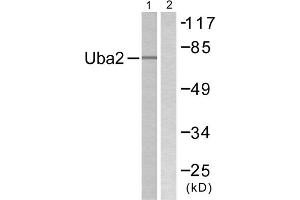 Western blot analysis of extracts from 293 cells, treated with UV (5mins), using Uba2 antibody. (UBA2 抗体  (C-Term))