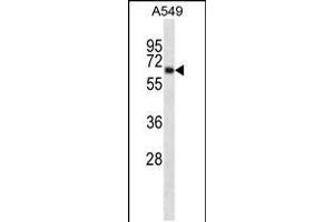 Western blot analysis in A549 cell line lysates (35ug/lane). (KCNA3 抗体  (AA 239-268))