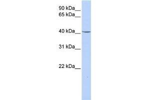 WB Suggested Anti-GPD1 Antibody Titration:  0. (GPD1 抗体  (N-Term))