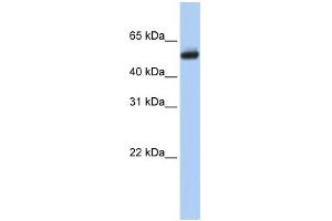 WB Suggested Anti-CYP4B1 Antibody Titration:  0. (CYP4B1 抗体  (N-Term))
