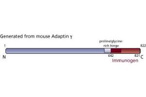Image no. 3 for anti-Adaptor-Related Protein Complex 1, gamma 1 Subunit (AP1G1) (AA 642-821) antibody (ABIN967935) (gamma 1 Adaptin 抗体  (AA 642-821))