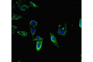 Immunofluorescence (IF) image for anti-Tryptophan Rich Basic Protein (WRB) (AA 38-99) antibody (ABIN7171480)