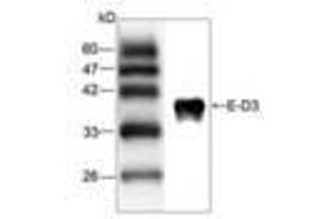 Image no. 1 for anti-Japanese Encephalitis Virus (JEV) (AA 291-402) antibody (ABIN791587) (Japanese Encephalitis Virus (JEV) (AA 291-402) 抗体)