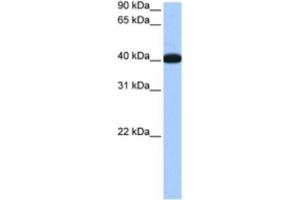 Western Blotting (WB) image for anti-NOP56 Ribonucleoprotein Homolog (NOP56) antibody (ABIN2462211) (NOP56 抗体)