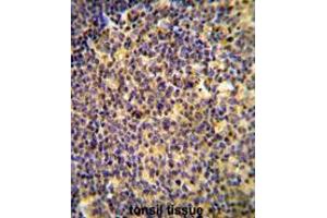 ANR44 Antibody (Center) immunohistochemistry analysis in formalin fixed and paraffin embedded human tonsil tissue followed by peroxidase conjugation of the secondary antibody and DAB staining. (ANKRD44 抗体  (Middle Region))