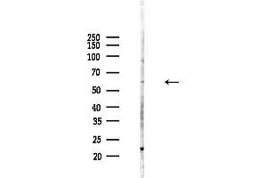 anti-Secretogranin III (SCG3) (Internal Region) antibody