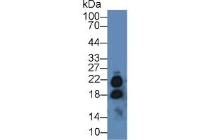 Western Blot; Sample: Mouse Testis lysate; Primary Ab: 2µg/mL Rabbit Anti-Human IL17 Antibody Second Ab: 0. (IL-17 抗体  (AA 20-155))