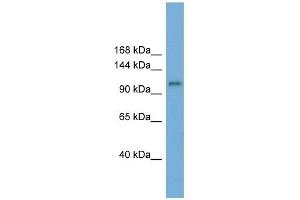 Western Blotting (WB) image for anti-HECT and RLD Domain Containing E3 Ubiquitin Protein Ligase Family Member 6 (HERC6) (N-Term) antibody (ABIN631343)