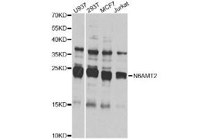 Western blot analysis of extracts of various cell lines, using N6AMT2 antibody (ABIN4904479) at 1:1000 dilution. (N6AMT2 抗体)