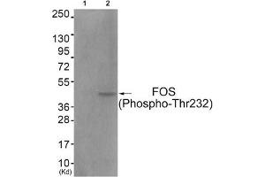 Western blot analysis of extracts from COS7 cells (Lane 2), using FOS (Phospho-Thr232) Antibody. (c-FOS 抗体  (pThr232))