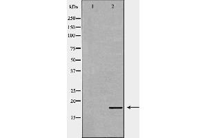 Western blot analysis of 293T  lysate using ID2 antibody. (Id2 抗体  (C-Term))
